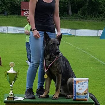 Kemmer Margit erreichte mit ihrem Josef von der Siegerstrasse beim ÖRV Weinstraßenturnier in Spielfeld am 07.05.2015  A:87 B:88 C:94 Gesamt 269 Pkt Rang 1.Ich bin immer Stolz als Züchter solche Hundeführer in meiner mitte zu haben