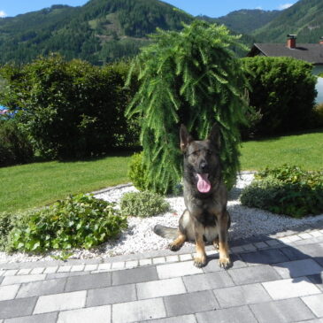 Verschiedene Fotoaufnahmen Blumenwiese bei mir Zuhause mit meiner Zuchtündin Kira von der Siegerstrasse